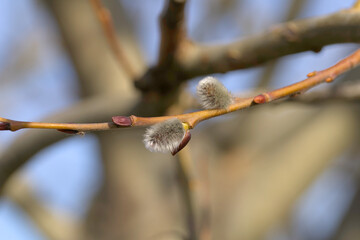 blooming buds on a small branch
