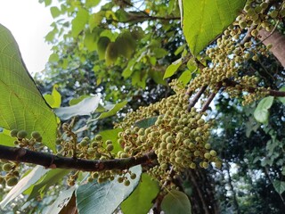 Macaranga peltata is a plant found in northern Thailand, Sri Lanka and India. It is one of the most...