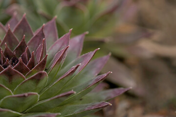 Fototapeta premium an interesting plant photographed up close