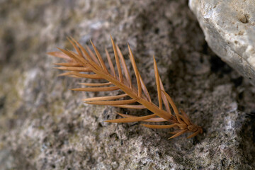 a small coniferous branch on a stone