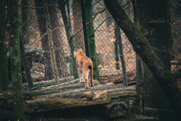 european lynx bobcat standing guard in its enclosure in the zoo