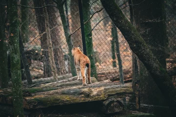 Crédence de cuisine en verre imprimé Lynx european lynx bobcat standing guard in its enclosure in the zoo