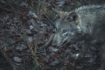 wolf in the woods portrait fluffy ears