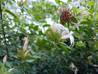 Jasminum subtriplinerve is a species of jasmine, in the family Oleaceae. Its leaves are used as a medicinal drink in Vietnam.