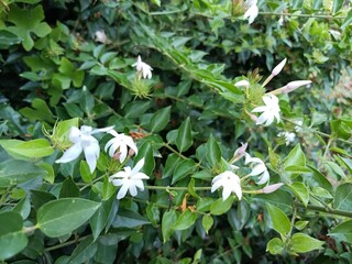Jasminum subtriplinerve is a species of jasmine, in the family Oleaceae. Its leaves are used as a medicinal drink in Vietnam.