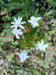 Jasminum subtriplinerve is a species of jasmine, in the family Oleaceae. Its leaves are used as a medicinal drink in Vietnam.