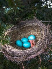 a new born robin bird is the First egg hatched in this cozy nest in a pine tree 