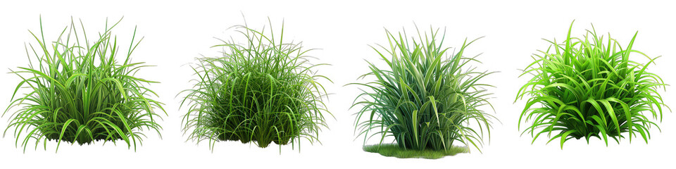 Green Grass bush of grass Hyperrealistic Highly Detailed Isolated On Transparent Background Png File