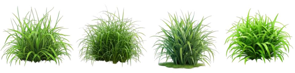 Poster Green Grass bush of grass Hyperrealistic Highly Detailed Isolated On Transparent Background Png File © Wander Taste