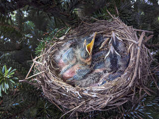 Naklejka na ściany i meble Hungry baby birds in a nest wait for mom to come back with food