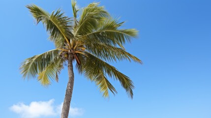 A coconut palm tree against a clear blue sky