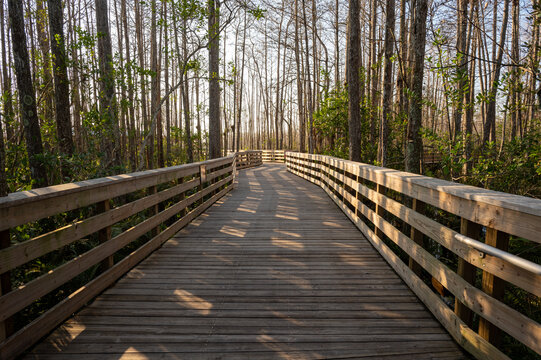 Boardwalk over wetlands of Grassy Waters Preserve in West Palm Beach, Florida on clear sunny winter morning.