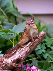Active chipmunk climbs to the top of a log for a look out point 