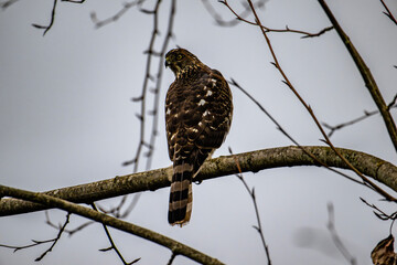 Coopers hawk, raptor, male, hunting, cowichan estuary, 