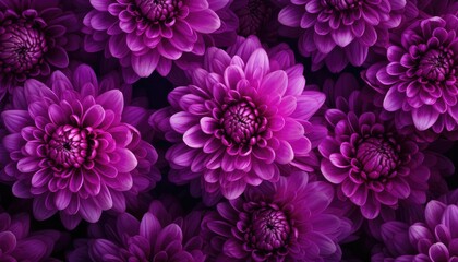 Beautiful purple dahlia flowers background. Close-up.