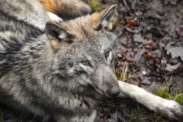 headshot of a european grey wolf in the woods