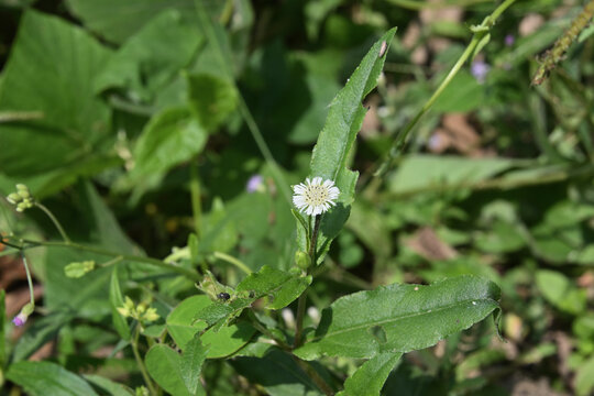 A tiny white False daisy flower blooms in a lawn area