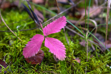 Purple raspberry leaves close up