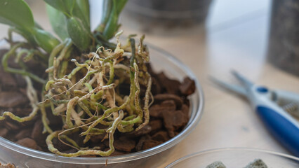 orchid transplanting, woman transplanting houseplants, houseplants are easy to care for, Beautiful...