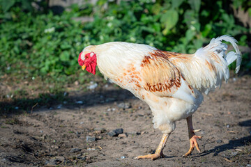 White rooster walks through the village