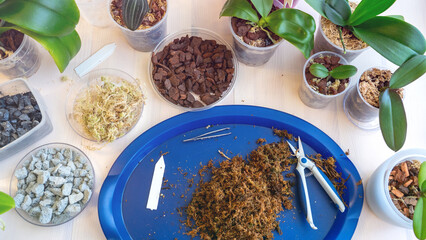 orchid transplanting, woman transplanting houseplants, houseplants are easy to care for, Beautiful orchid plant transplanted into new soil from pine bark on the background of a wooden table