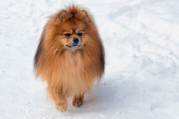 Pomeranian Spitz walks in the park in the snow in winter