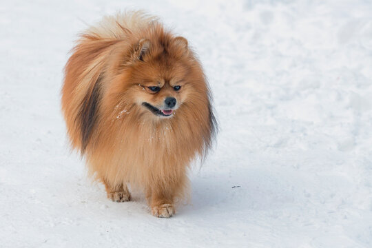 Pomeranian Spitz walks in the park in the snow in winter