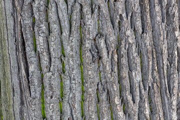 Bark texture background pattern cracked old brown for design