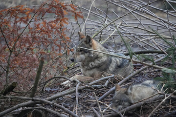 wolf laying on a throne of branches, zoo