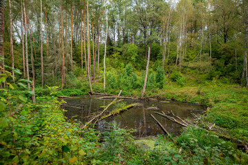 Green swamp and forest. The sun breaks through the dense foliage, revealing a magnificent natural landscape.