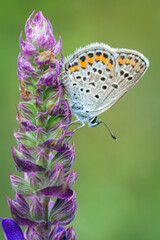 Beautiful small butterfly of the Lycaenidae family, Polyommatus species, on a plant.