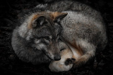 gray wolf lupus portrait curled up