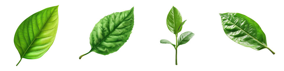 Growing Leaf Hyperrealistic Highly Detailed Isolated On Transparent Background Png File