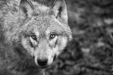 wolf portrait close up of a wolf head staring at the camera