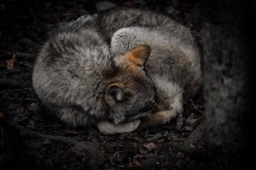 grey european wolf curled up in a ball