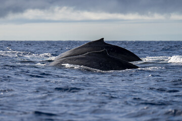 Humpback Whale Dorsal Fin near Lahaina, Maui, Hawaii