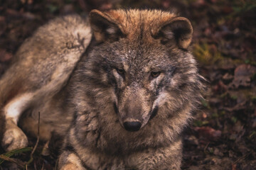 portrait of a wolf in the zoo