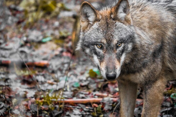 Naklejka na ściany i meble gray wolf lupus, european wolf, switzerland