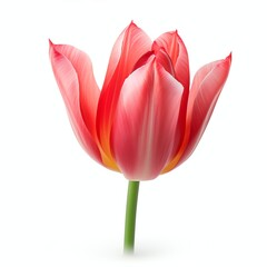 Fototapeta premium a tulipa gesneriana, studio light , isolated on white background