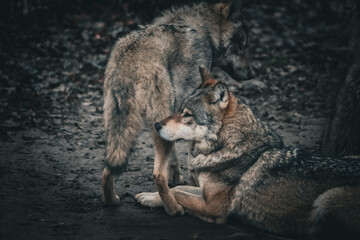two wolves togehter, sniffing each other, darker tones, wolf portrait, dramatic lighting