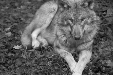 black and white picture headshot of a wolf, european wolf, tierpark langenberg, switzerland