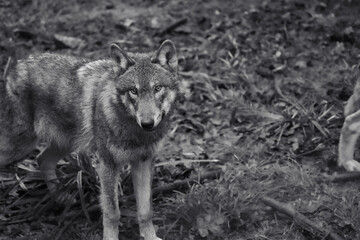 Naklejka na ściany i meble black and white picture headshot of a wolf, european wolf, tierpark langenberg, switzerland