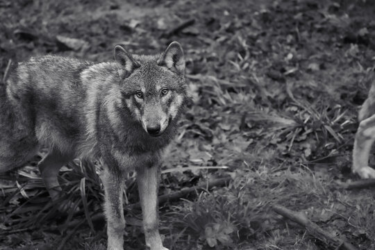 black and white picture headshot of a wolf, european wolf, tierpark langenberg, switzerland