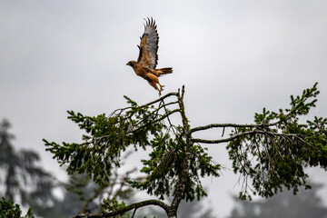 Red-tailed Hawk 