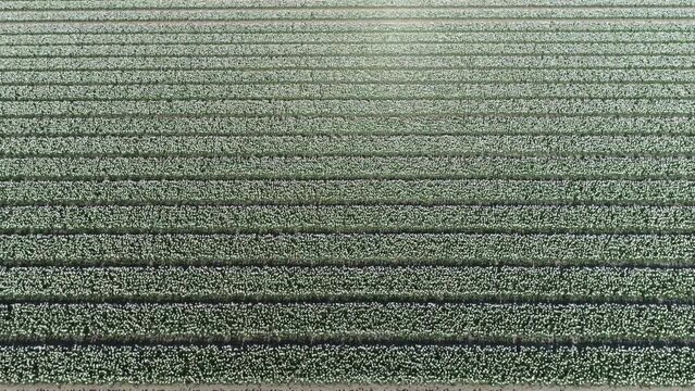 Aerial view of white tulip field located in Flevoland the Netherlands near Amsterdam showing bright coloured flowers in rows below shot by professional drone 4k high resolution quality footage