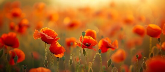 Obraz premium Vibrant Poppies Dance in a Blurred Field, Creating a Stunning Background of Poppies, Field, and Blurred Background