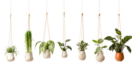 Plants hanger isolated on white background png - obrazy, fototapety, plakaty