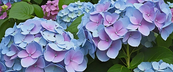 Keuken spatwand met foto Impressionist style hydrangea flowers painting style. Light blue and light purple Hydrangea flowers in full bloom, in the garden.  © Random_Mentalist