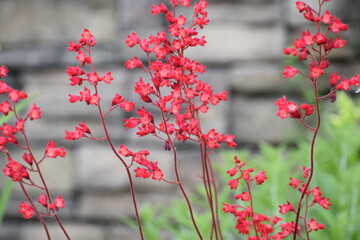 Red Coral Bells