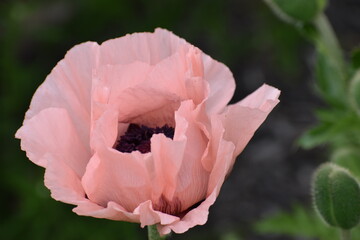 pink poppy